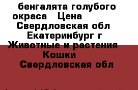 бенгалята голубого окраса › Цена ­ 15 000 - Свердловская обл., Екатеринбург г. Животные и растения » Кошки   . Свердловская обл.